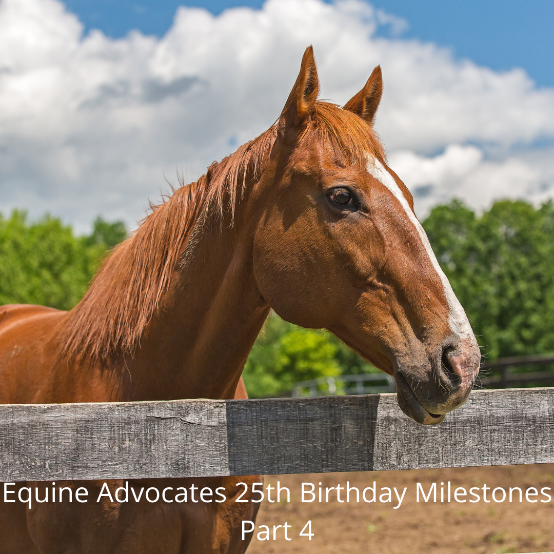 You are currently viewing Equine Advocates 25th Birthday Milestones – Part 4