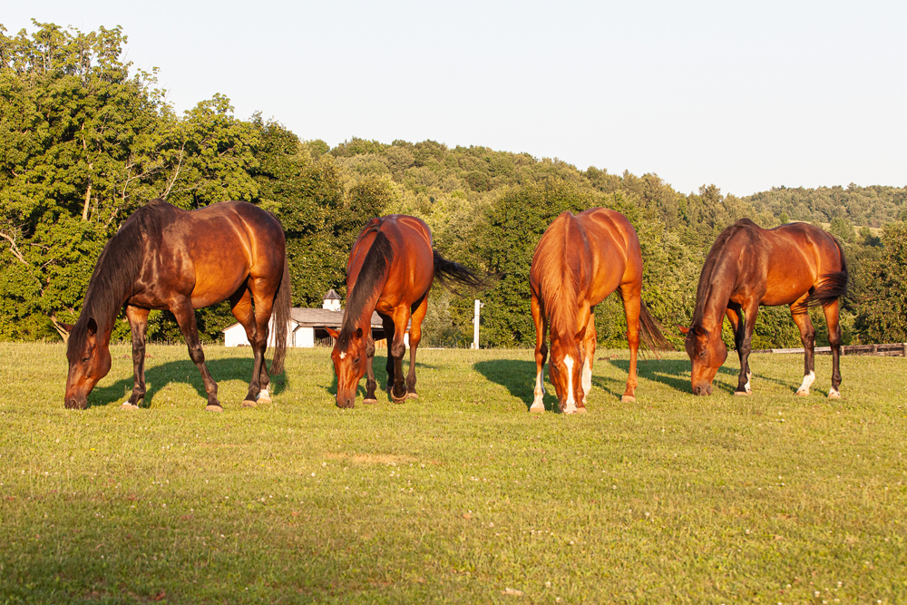 You are currently viewing Equine Advocates 25th Birthday Milestones – Part 1