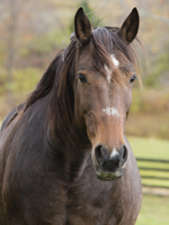Remembering Former NYC Carriage Horse Bobby II Freedom