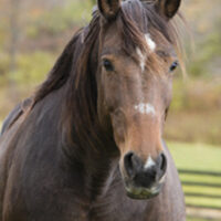 Remembering Former NYC Carriage Horse Bobby II Freedom