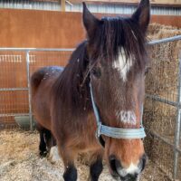 Bobby is Recovering Well After Emergency Hospitalization