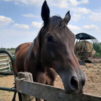 Newly Rescued Horse Sailing Through Quarantine!