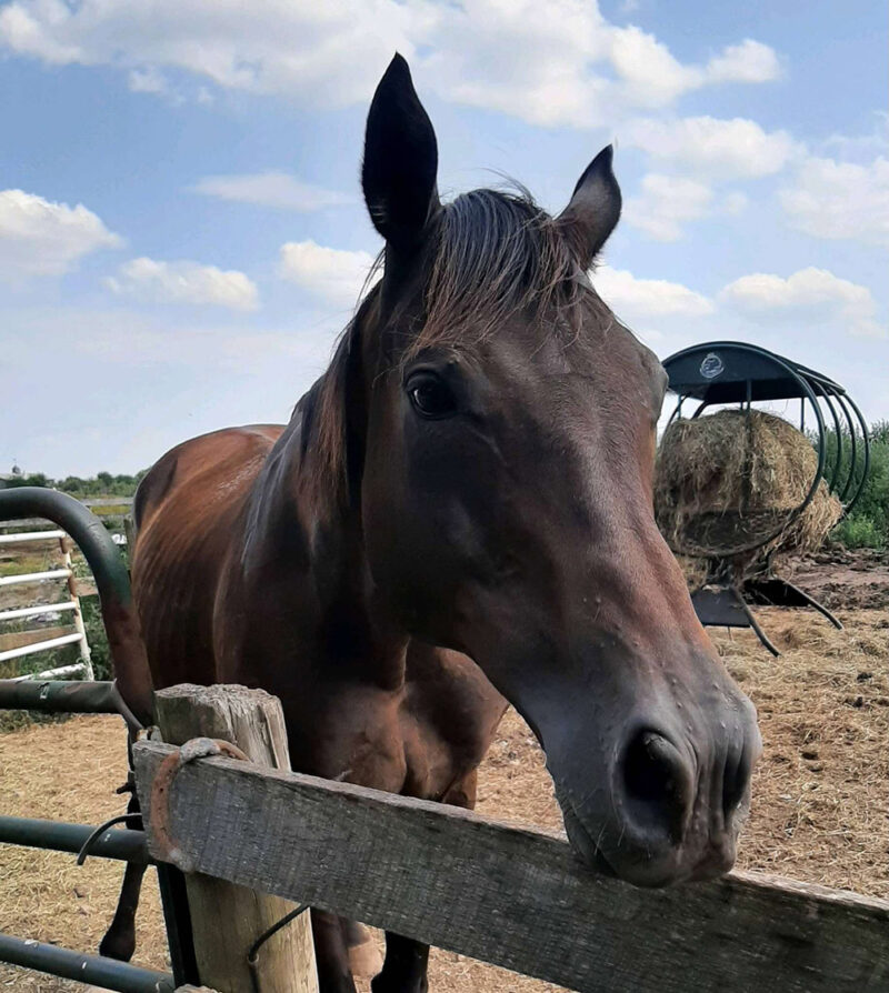 You are currently viewing Newly Rescued Horse Sailing Through Quarantine!