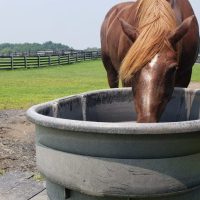Too Darn Hot: Equine Care during the Summertime Heat