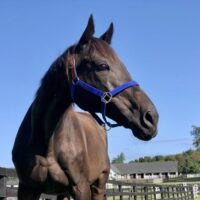 Following His Dramatic Rescue, CJ Finally Arrives At Equine Advocates