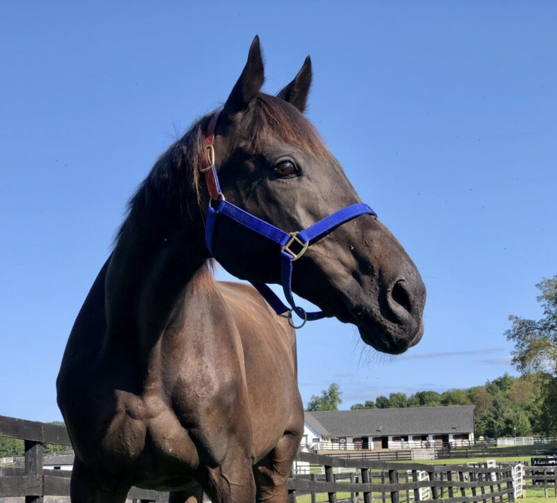 You are currently viewing Following His Dramatic Rescue, CJ Finally Arrives At Equine Advocates