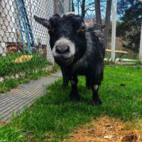 In Memoriam: Charlotte