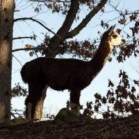 In Loving Memory of MoMo