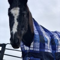 Time to Bundle Up: The Benefit of Horse Blankets