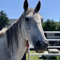 Meet Onaqui, Our Newest Equine Resident