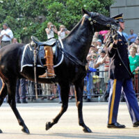 Meet the Retired Caisson Horses at Equine Advocates
