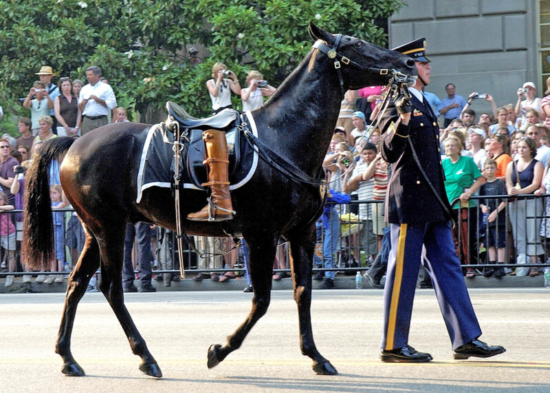 You are currently viewing Meet the Retired Caisson Horses at Equine Advocates