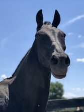 Sergeant York, “Riderless Horse” with the Caisson Platoon, Retires at Equine Advocates