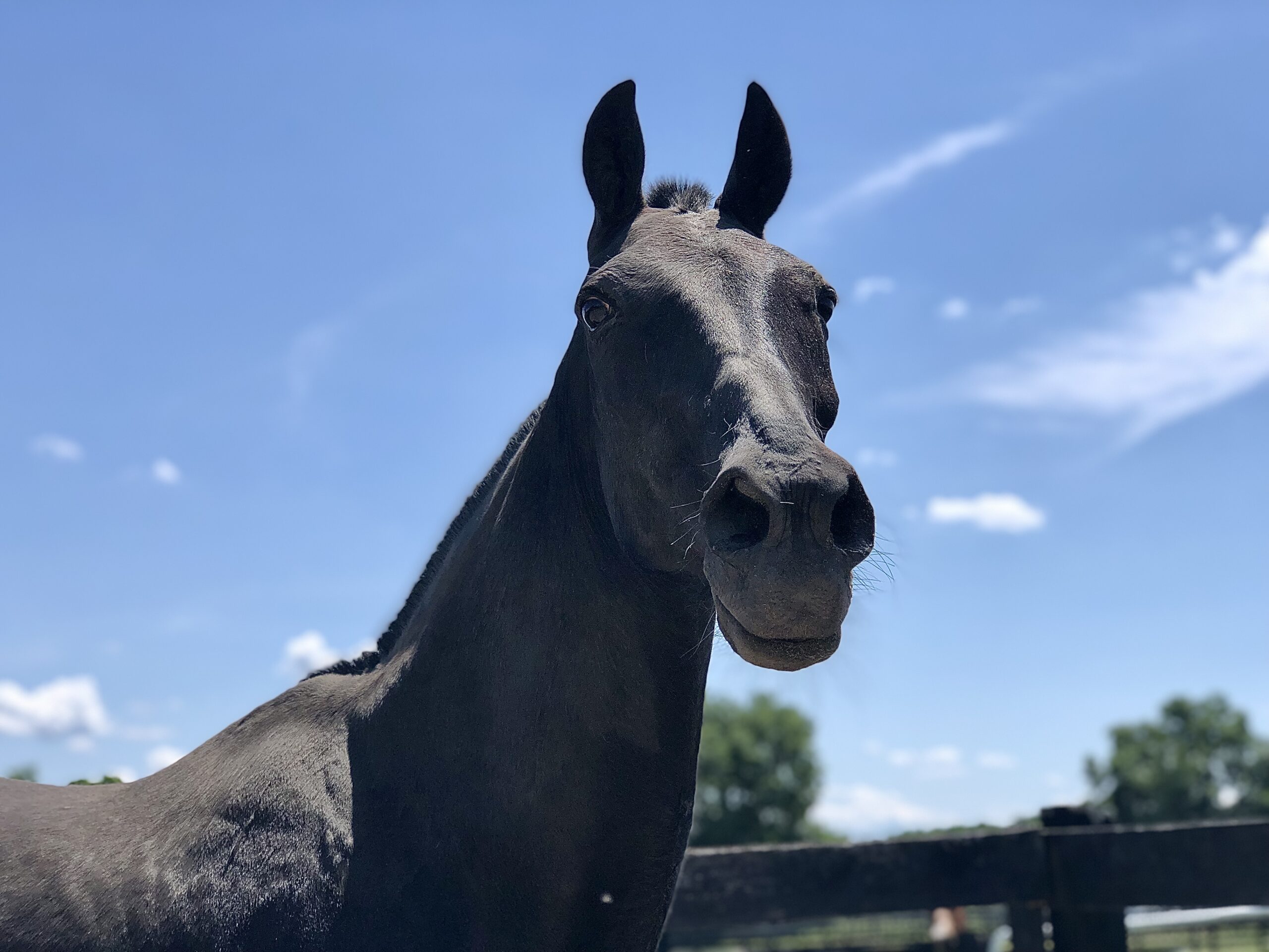 You are currently viewing Sergeant York, “Riderless Horse” with the Caisson Platoon, Retires at Equine Advocates
