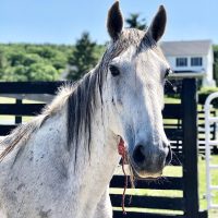 Wild and Free? Addressing the Wild Horse & Burro Crisis