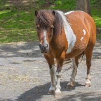 Small, But Mighty: All About Mini Horses and Ponies