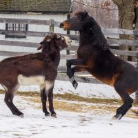 How Horses Play and the Benefits of Behavioral Enrichment