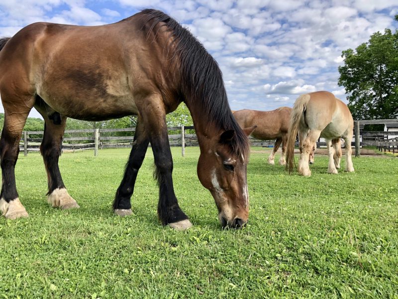 You are currently viewing The Importance of Proper Equine Nutrition