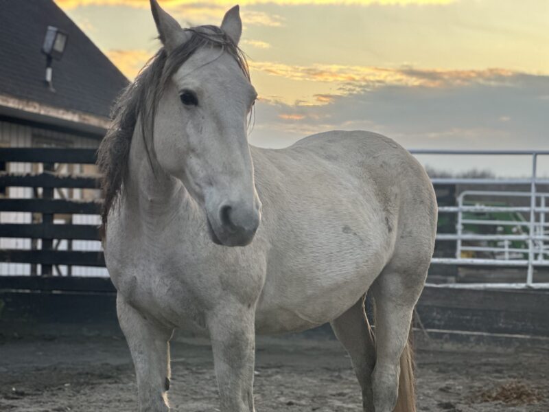 You are currently viewing Wild Mustang Gentling with Anna Twinney – Video Series