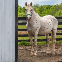 Choosing the Right Horseback Riding Summer Camp