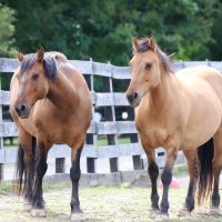 TAKE ACTION NOW: America’s Wild Equines Need Your Help