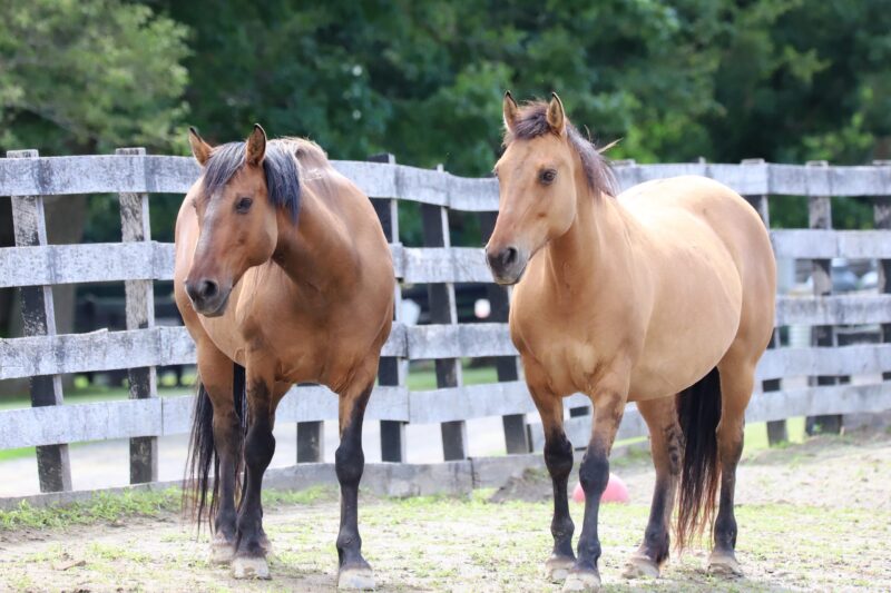 You are currently viewing Wild Horse Crisis – Your Action Is Urgently Needed