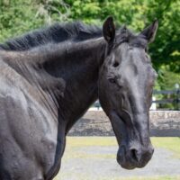 In Memoriam: Sergeant York