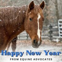 A New Year’s Message from Equine Advocates