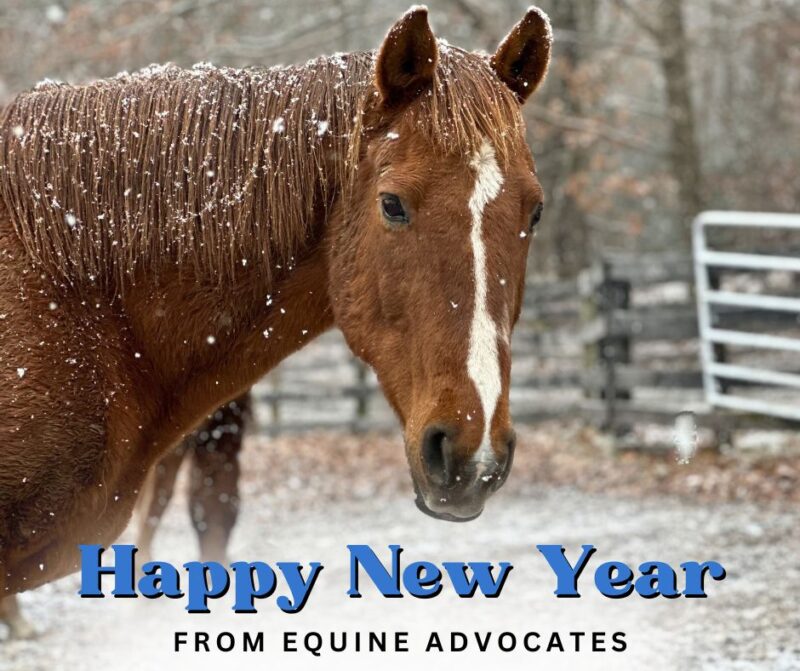 You are currently viewing A New Year’s Message from Equine Advocates