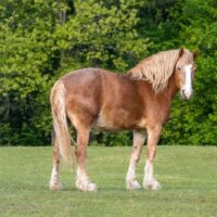 New York Passes Historic Horse Anti-Slaughter Law