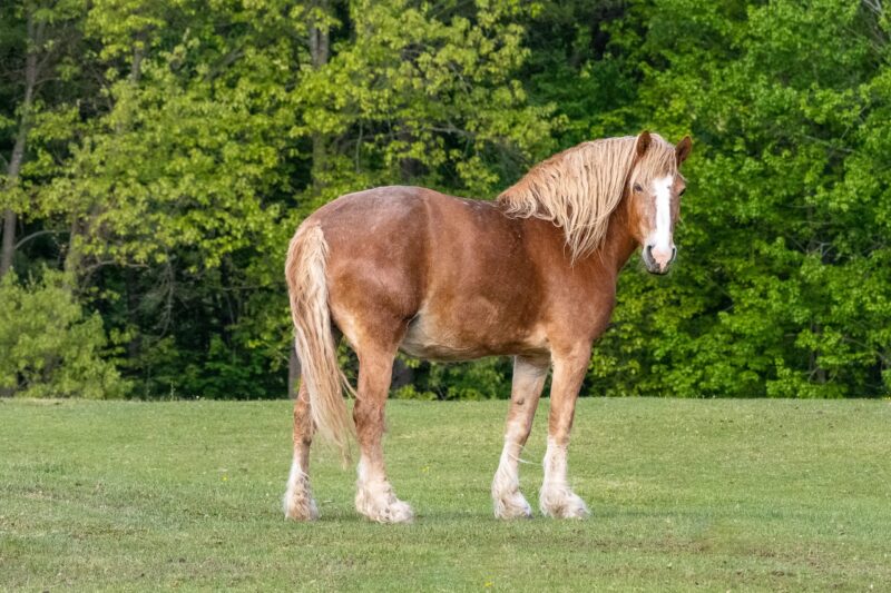You are currently viewing New York Passes Historic Horse Anti-Slaughter Law