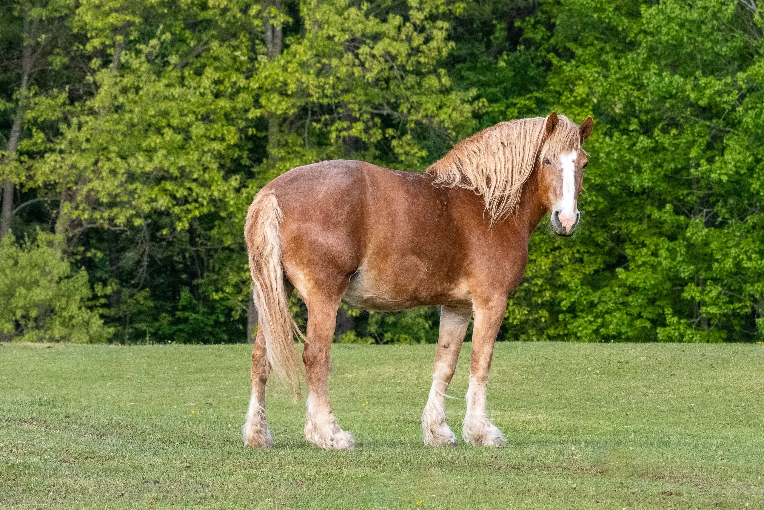 You are currently viewing New York Passes Historic Horse Anti-Slaughter Law