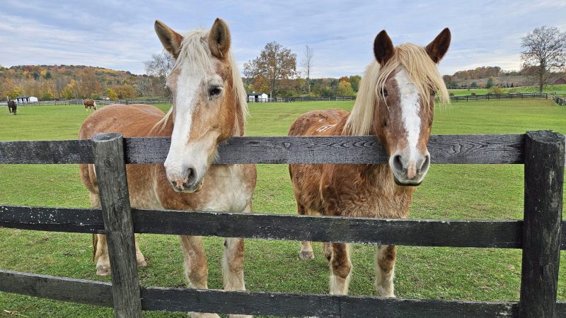 You are currently viewing Reading a Horse’s Body Signals