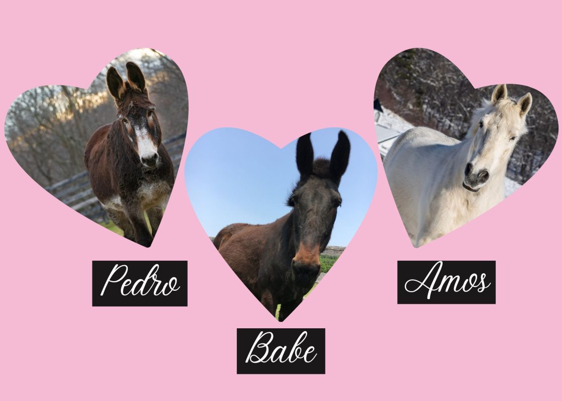 You are currently viewing Choose an Equine Valentine & Get Special Sponsor Perks!