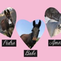 Choose an Equine Valentine & Get Special Sponsor Perks!
