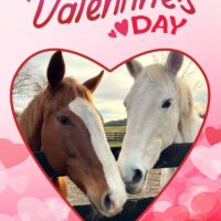 Send a Valentine’s Card & Gift Donation!