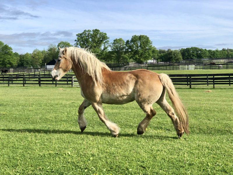 You are currently viewing No Hoof, No Horse: The Importance of Proper Hoof Care