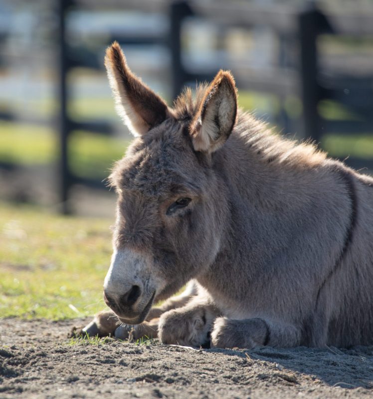 You are currently viewing In Memoriam: Lisa
