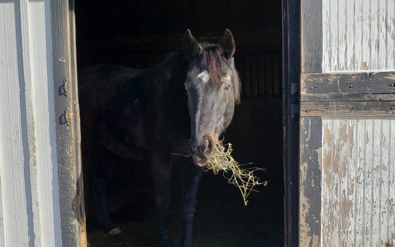 You are currently viewing How to “Treat” Your Horse