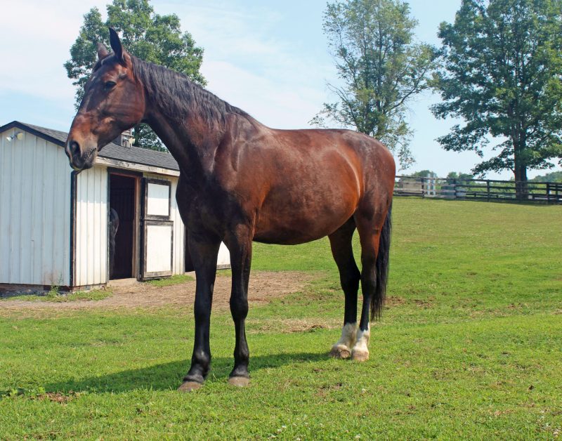 You are currently viewing Welcome, Sophie, a “luxury” Dutch Harness Horse
