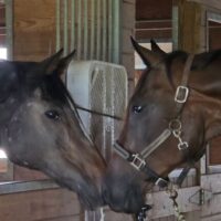 Mother and Daughter Former Racehorses Reunited at Equine Advocates