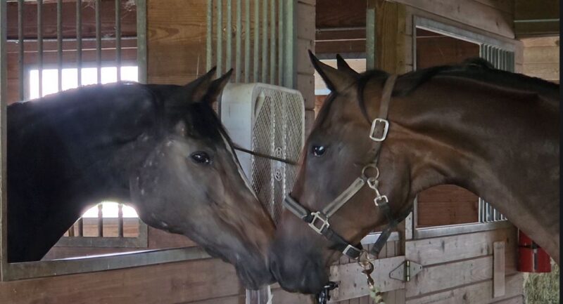 You are currently viewing Mother and Daughter Former Racehorses Reunited at Equine Advocates