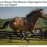 Equine Advocates featured in A-Z Animals