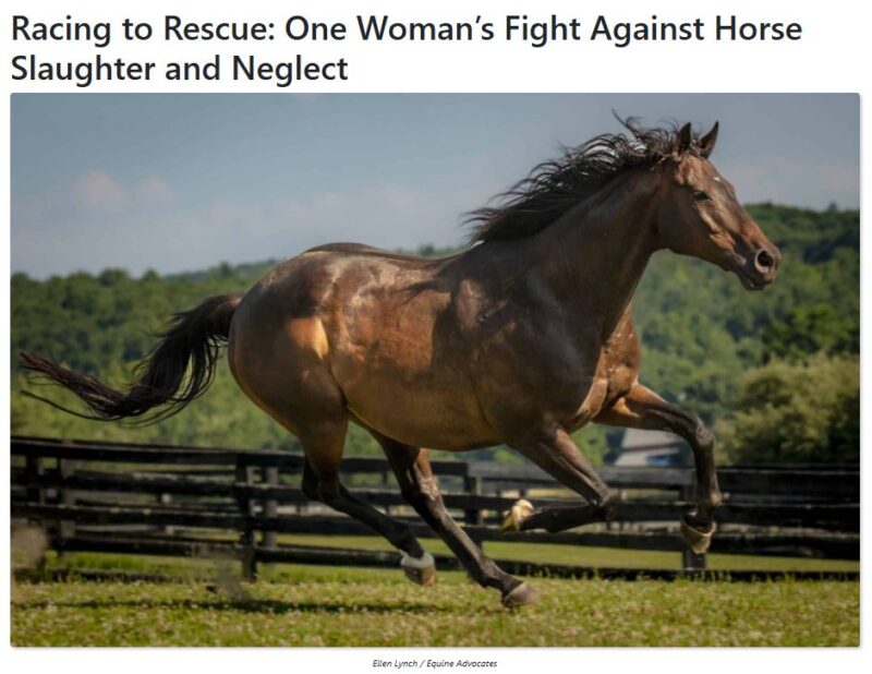 You are currently viewing Equine Advocates featured in A-Z Animals