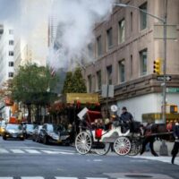 Fun for Humans, Cruel for Horses: The Urban Carriage Trade