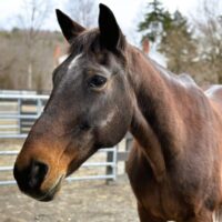From Racetrack to Rescue: Meet Darlene Love