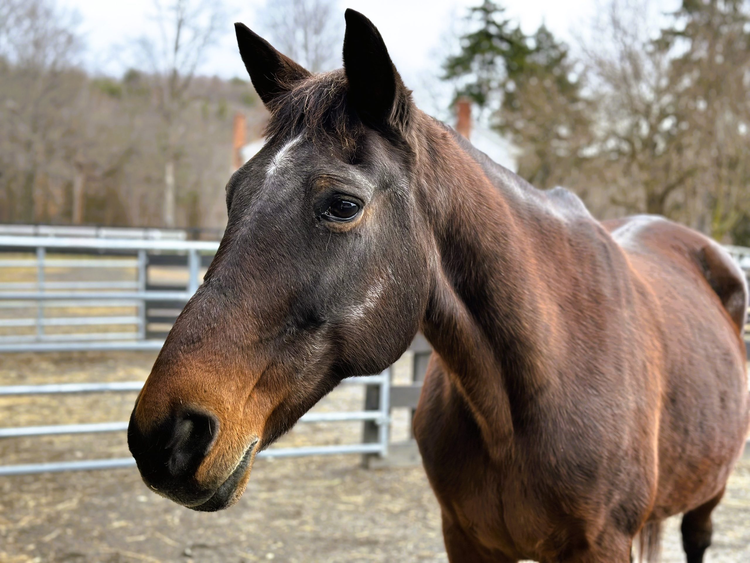 You are currently viewing From Racetrack to Rescue: Meet Darlene Love
