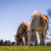 Celebrating Mother’s Day at Equine Advocates
