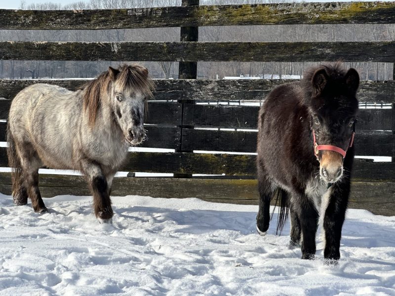 You are currently viewing Mini Size, Mighty Personalities: Meet Little Richard & Sir Paul