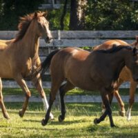 United Nations declares July 11th “World Horse Day” 